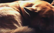 Pet Photraits Dog Photo Pet Portraits Sleeping Dog Photograph by Canadain Artist / Photographer Kim Hunter