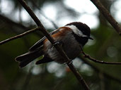 Chestnut Chickadee Songbrird Photograph Vancouver Canada 