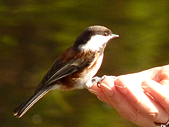 Chestnet Chickadee Songbird Photo Vancouver Canada 