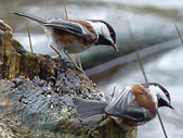 Chestnut Chickadee Photograph Stanley Park Vancouver