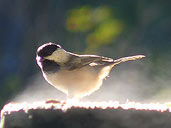 Chickadee Songbird Photo Stanley Park Vancouver