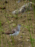 Sandpiper Bird Photo Churchill Mb