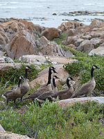 Canadian Geese Photograph Churchill MB Canada Canada Artist Designer Kim Hunter