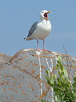 Seagulls Bird Photo Churchill MB