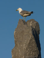 Seagulls Bird Photo Churchill MB