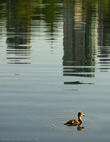 Baby Mallard Duck Waterfowl Vancouver Cityscape Reflections Baby Duck Photo