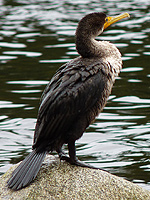 Cormorant Photo Stanley Park Vancouver Canada 