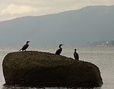 Cormorants Photograph English Bay Vancouver Canada