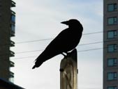 Crow Photograph in the City