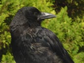 Crow Photograph Vancouver BC Canada Artist Designer Kim Hunter