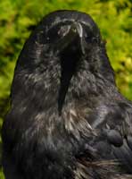 Crow Photograph. Bird Photo