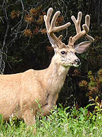 Deer Wildlife Photo Banff Alberta