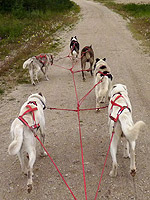 Husky  Sled Dogs Wapusk Adventures Summer Photo Pet Portrait Vancouver BC Siberian Husky Malamute Dog Photo Pet Portraits by Vancouver Artist / Designer Photographer Kim Hunter