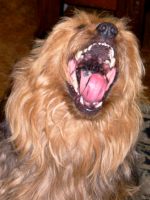 HAPPY Dog Photo Terrier Dog Photo. Funny Dog Pet portrait - Austrailian Terrier Smiling BIG HAPPY Dog SMile! by artist Kim Hunter