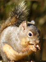 Douglas Squirrel West Coast Canadian Wildlife Photo