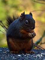 Douglas Squirrel Photo Vancouver BC Canada