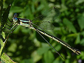 DamselfyBug Photo Saskatchewan Canada