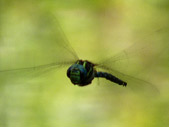 Dragonfly in Flight Photograph