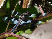 Dragonfly Resting Photograph 