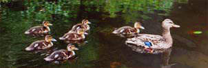 Mallard w. Ducklings  Photograph  in Lost Lagoon. Vancouver BC