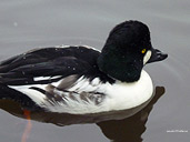 Goldeneye Duck Photo Stanley Park Vancouver Canada 