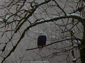 Bald Eagles Photos Brackendale Paradise Valley BC Canada 