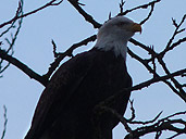 Bald Eagles Photos Brackendale Squamish BC Canada 