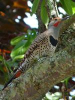 Flicker Bird Photo Vancouver BC Canada 