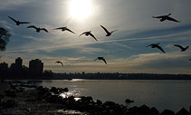 Canada Geese in Flight Photo English Bay Vancouver Canada