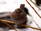 Fox Sparrow Songbirds Photo Vancouver Canada 