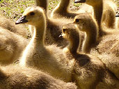 Canadian Geese Babies Goslings Photograph Wildlife Photo Stanley Park Canada