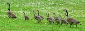 Canadian Geese with Goslings Vancouver Stanley Park Spring Waterfowl Photograph Canada Goose Babies Photo