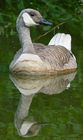 Golden Goose - Odd Canada Goose Stanley Park Vancouver 