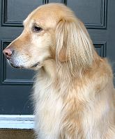 Golden Retriever Dog Photo Pet Portrait Retriever Photo