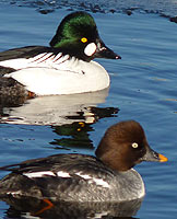 Common Goldeneye Duck Pair Photograph 