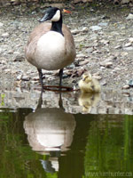 Canada Goose & Gosling Waterfowl Photo Vancouver