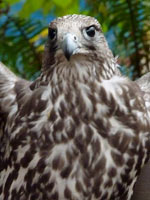 Goshawk Port Coquitlam BC Birds of Prey Photograph 