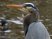 Great Blue Heron Photo Coal Harbour Vancouver