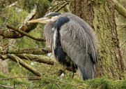 Great Blue Heron Photograph Stanley Park Vancouver 