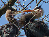 Great Blue Herons Mating Photo Stanley Park Vancouver Waterfowl Photo Stanley Park Vancouver