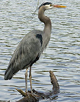 Great Gray Heron Photo Wildlife / Waterfowl Winter photo by Vancouver Artist / Designer Photgrapher Kim Hunter 