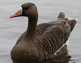 Greylag Goose Photograph Stanley Park Vancouver Canada 