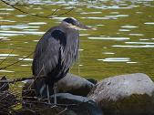 Blue Heron Photograph Stanley Park Vancouver Canada 