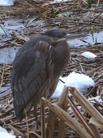 Great Gray Heron Photo Wildlife / Waterfowl Winter photo by Vancouver Artist / Designer Photgrapher Kim Hunter 