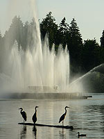 Stanley Park Herons & Fountain Lost Lagoon Photo  Waterfowl Wildlife Photo