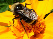 Honeybee Marco Photograph Detail Insect Photo