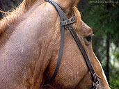 Horse Portrait Photo by Canadian Artist / Designer Photographer Kim Hunter