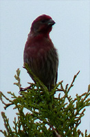 House Finch Bird Photograph Vancouver Canada 