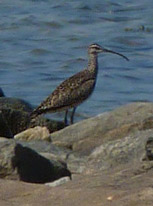 Hudsonian Godwit Bird Photo Churchill MB