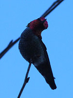 Anna's Hummingbird Photo Vancouver Canada 